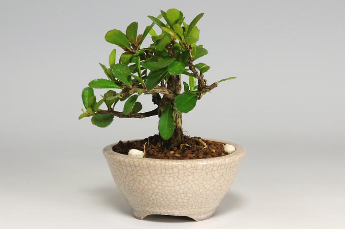 ハリツルマサキD-1（はりつるまさき・針蔓柾）実もの盆栽を右側から見た景色・Maytenus diversifolia bonsai