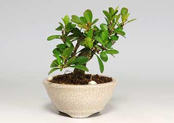 ハリツルマサキD（はりつるまさき・針蔓柾）実もの盆栽の成長記録-1・Maytenus diversifolia bonsai