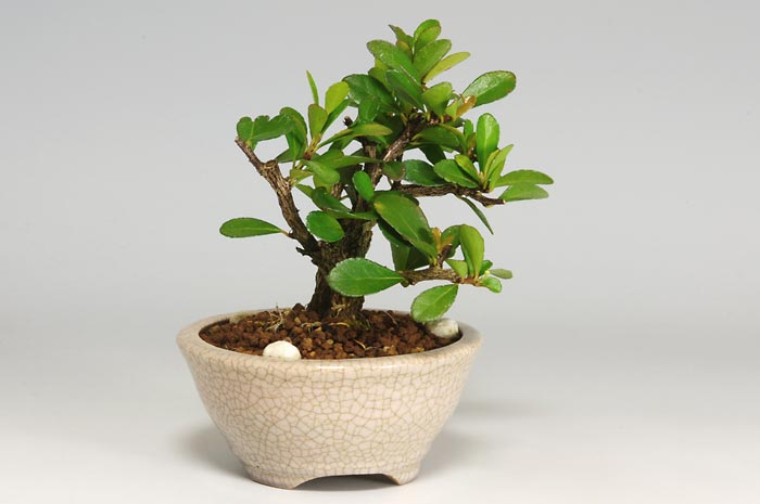 ハリツルマサキD-1（はりつるまさき・針蔓柾）実もの盆栽を左側から見た景色・Maytenus diversifolia bonsai