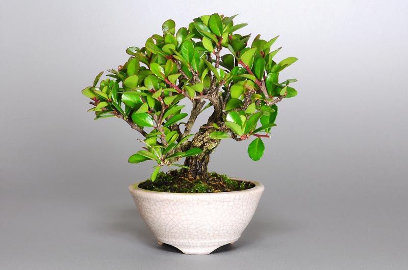 ハリツルマサキD-2（はりつるまさき・針蔓柾）実もの盆栽の販売と育て方・作り方・Maytenus diversifolia bonsai