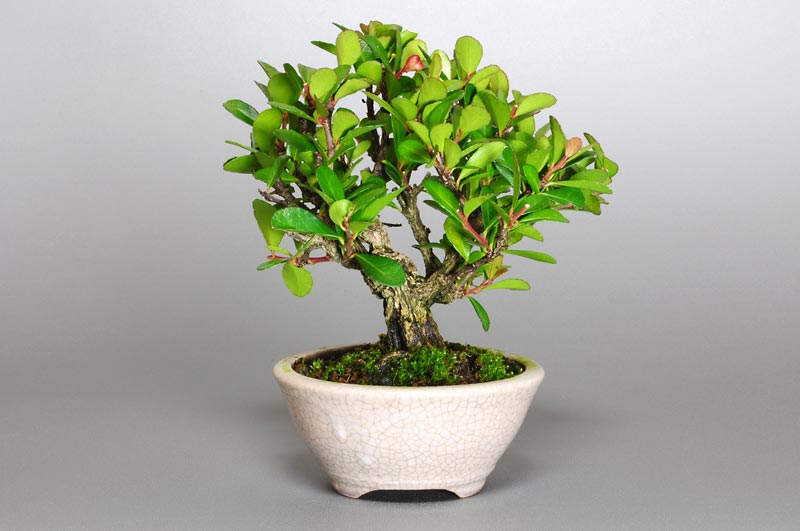 ハリツルマサキD-2（はりつるまさき・針蔓柾）実もの盆栽を裏側から見た景色・Maytenus diversifolia bonsai