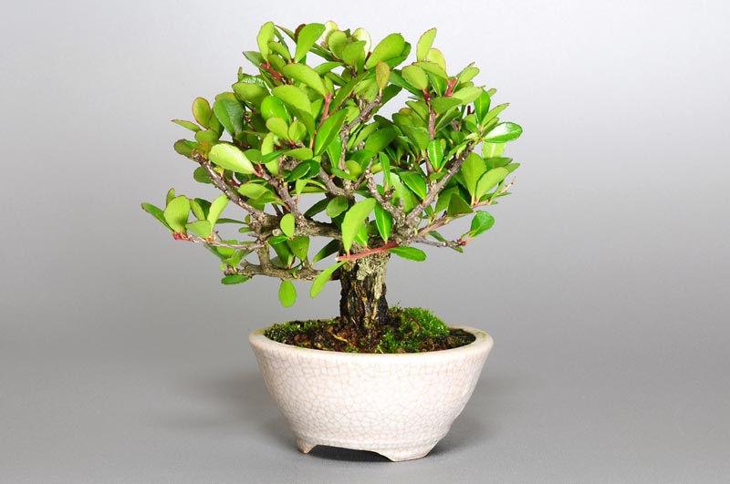 ハリツルマサキD-2（はりつるまさき・針蔓柾）実もの盆栽を右側から見た景色・Maytenus diversifolia bonsai