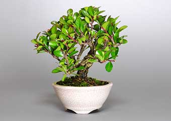 ハリツルマサキD（はりつるまさき・針蔓柾）実もの盆栽の成長記録-2・Maytenus diversifolia bonsai