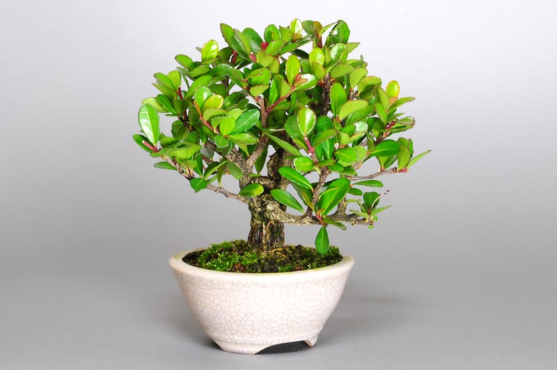 ハリツルマサキD-2（はりつるまさき・針蔓柾）実もの盆栽を左側から見た景色・Maytenus diversifolia bonsai