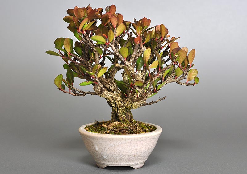 ハリツルマサキD（はりつるまさき・針蔓柾）実もの盆栽を裏側から見た景色・Maytenus diversifolia bonsai