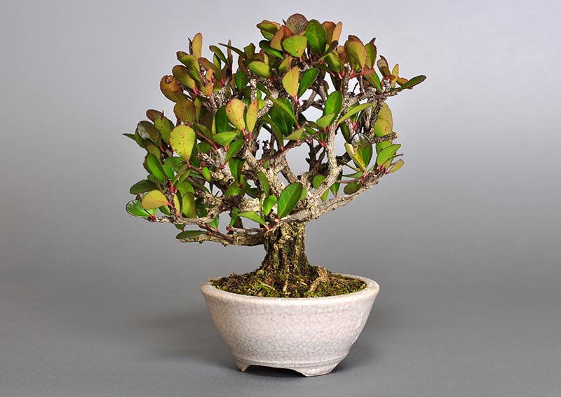 ハリツルマサキD（はりつるまさき・針蔓柾）実もの盆栽を右側から見た景色・Maytenus diversifolia bonsai