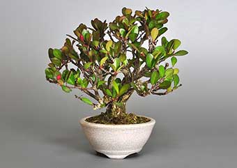 ハリツルマサキ-D（はりつるまさき・針蔓柾）盆栽の樹作りの参考樹形・Maytenus diversifolia Best bonsai
