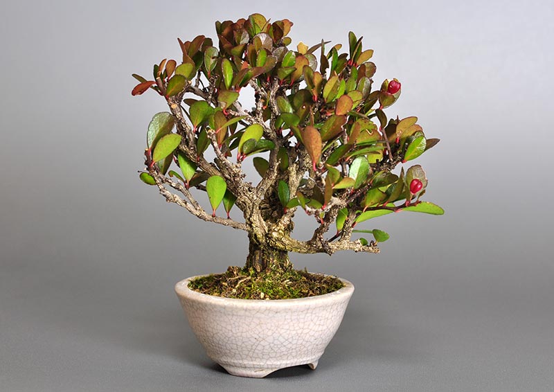 ハリツルマサキD（はりつるまさき・針蔓柾）実もの盆栽を左側から見た景色・Maytenus diversifolia bonsai