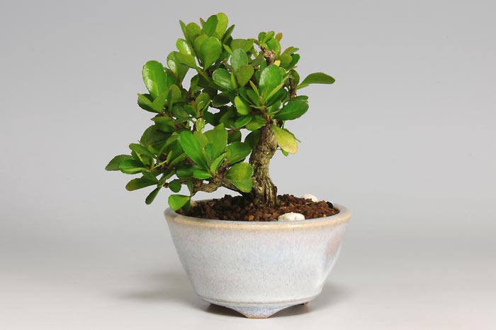 ハリツルマサキE-1（はりつるまさき・針蔓柾）実もの盆栽の販売と育て方・作り方・Maytenus diversifolia bonsai