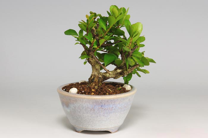 ミニ盆栽・ハリツルマサキE-1（はりつるまさき・針蔓柾）実もの盆栽を裏側から見た景色・Maytenus diversifolia bonsai