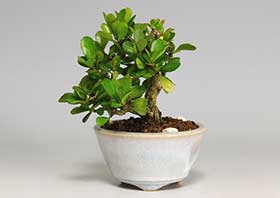 ミニ盆栽・ハリツルマサキE（はりつるまさき・針蔓柾）実もの盆栽の成長記録-1・Maytenus diversifolia bonsai