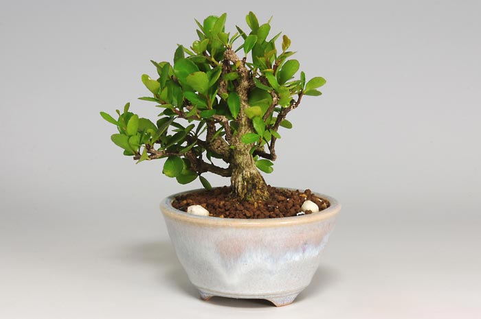 ハリツルマサキ-E-1（はりつるまさき・針蔓柾）実もの盆栽を右側から見た景色・Maytenus diversifolia bonsai
