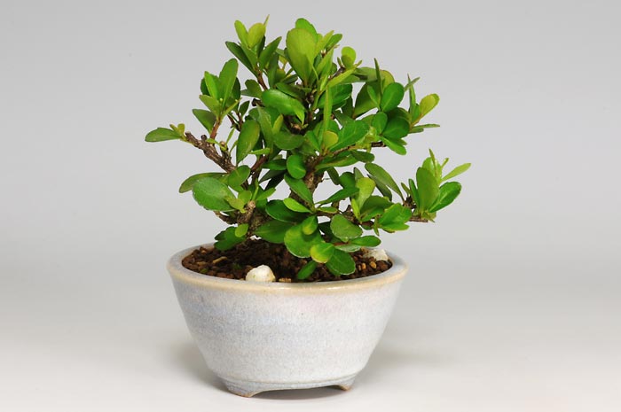 ハリツルマサキ-E-1（はりつるまさき・針蔓柾）実もの盆栽を左側から見た景色・Maytenus diversifolia bonsai