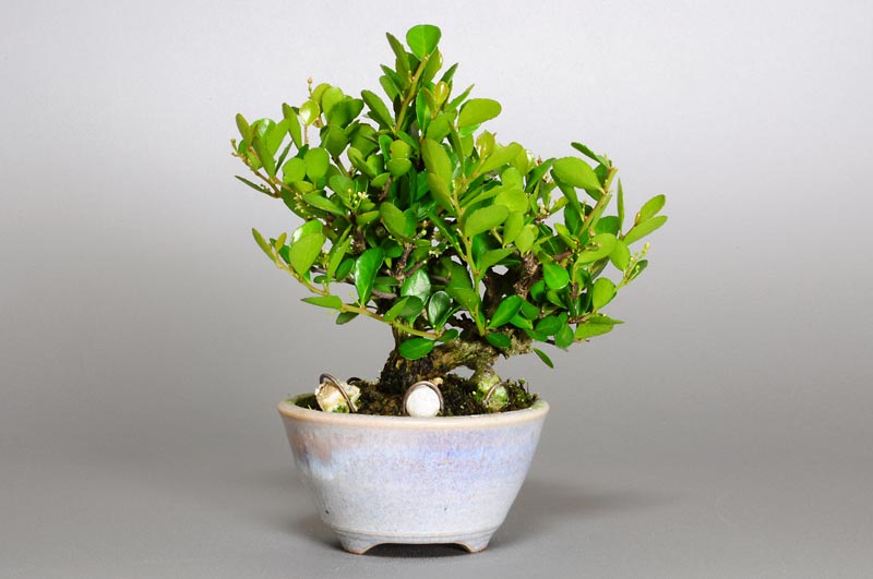 ミニ盆栽・ハリツルマサキE-2（はりつるまさき・針蔓柾）実もの盆栽を裏側から見た景色・Maytenus diversifolia bonsai