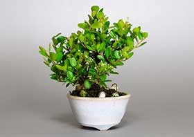 ミニ盆栽・ハリツルマサキE（はりつるまさき・針蔓柾）実もの盆栽の成長記録-2・Maytenus diversifolia bonsai