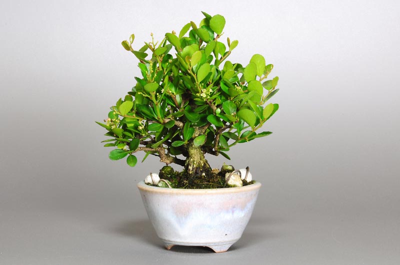 ハリツルマサキ-E-2（はりつるまさき・針蔓柾）実もの盆栽を右側から見た景色・Maytenus diversifolia bonsai