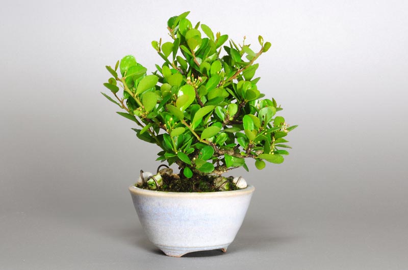 ハリツルマサキ-E-2（はりつるまさき・針蔓柾）実もの盆栽を左側から見た景色・Maytenus diversifolia bonsai