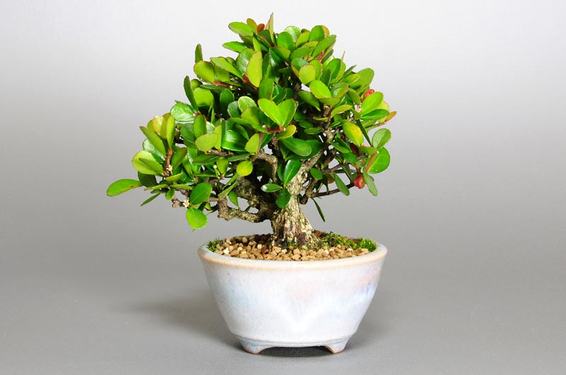 ハリツルマサキ-E（はりつるまさき・針蔓柾）実もの盆栽を裏側から見た景色・Maytenus diversifolia bonsai