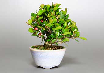 ハリツルマサキ-E（はりつるまさき・針蔓柾）盆栽の樹作りの参考樹形・Maytenus diversifolia Best bonsai
