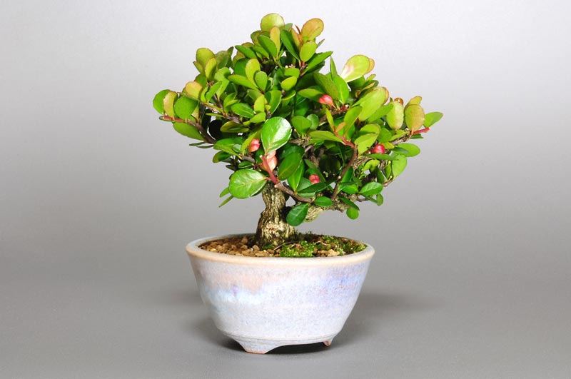 ハリツルマサキ-E（はりつるまさき・針蔓柾）実もの盆栽を左側から見た景色・Maytenus diversifolia bonsai