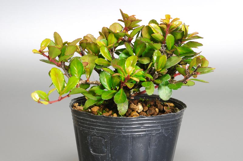 ハリツルマサキF（はりつるまさき・針蔓柾）実もの盆栽の販売と育て方・作り方・Maytenus diversifolia bonsai