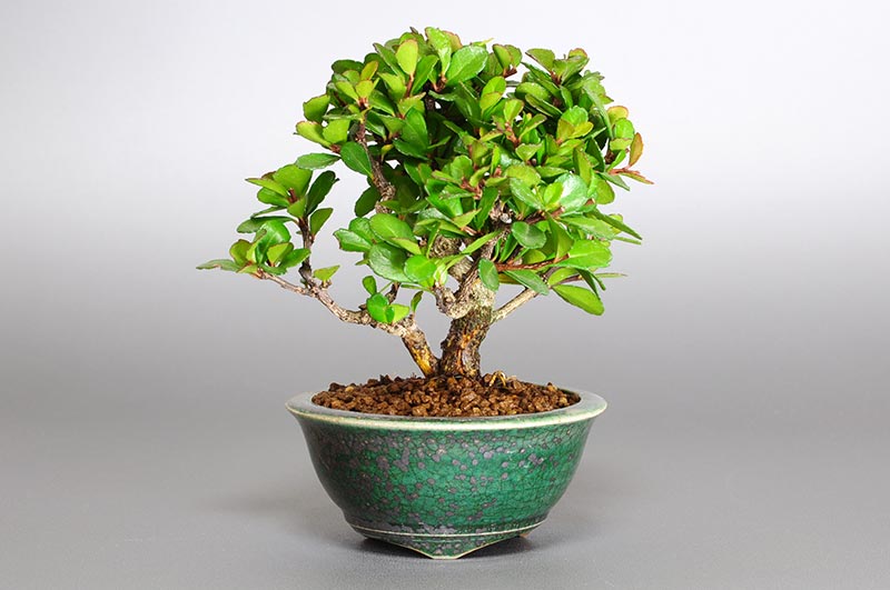 ハリツルマサキG-1（はりつるまさき・針蔓柾）実もの盆栽の販売と育て方・作り方・Maytenus diversifolia bonsai
