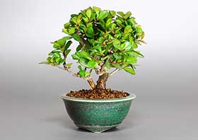 ミニ盆栽・ハリツルマサキG（はりつるまさき・針蔓柾）実もの盆栽の成長記録-1・Maytenus diversifolia bonsai