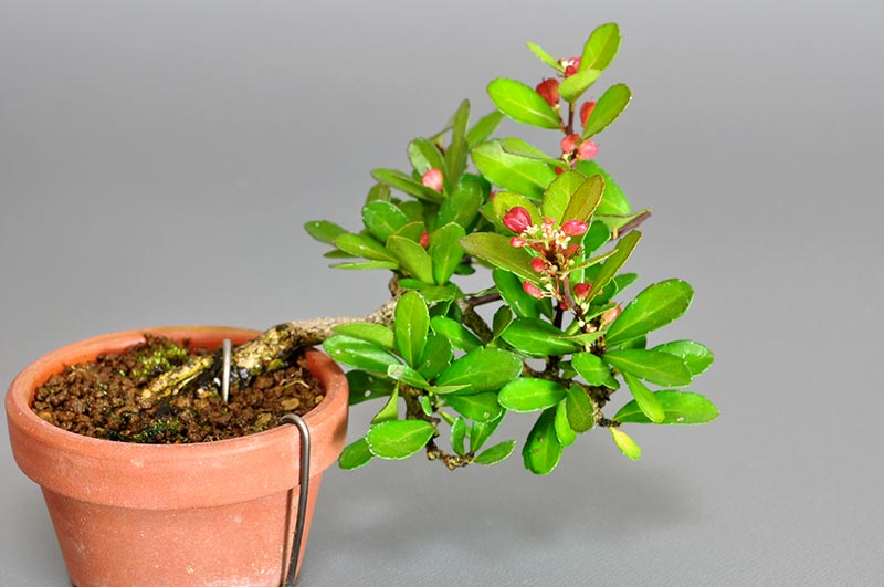ハリツルマサキH（はりつるまさき・針蔓柾）実もの盆栽の販売と育て方・作り方・Maytenus diversifolia bonsai
