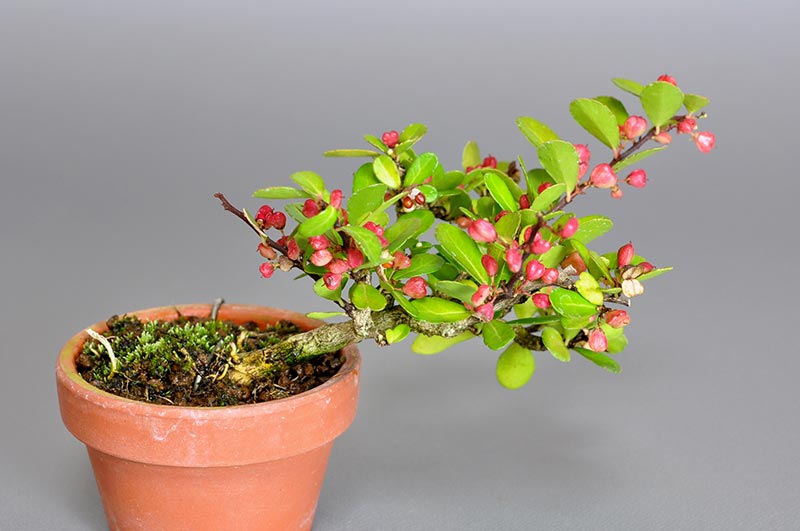 ハリツルマサキI（はりつるまさき・針蔓柾）実もの盆栽の販売と育て方・作り方・Maytenus diversifolia bonsai