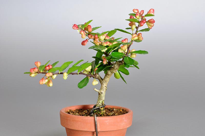 ハリツルマサキ-J（はりつるまさき・針蔓柾）針蔓柾の販売と育て方・作り方・Maytenus diversifolia bonsai