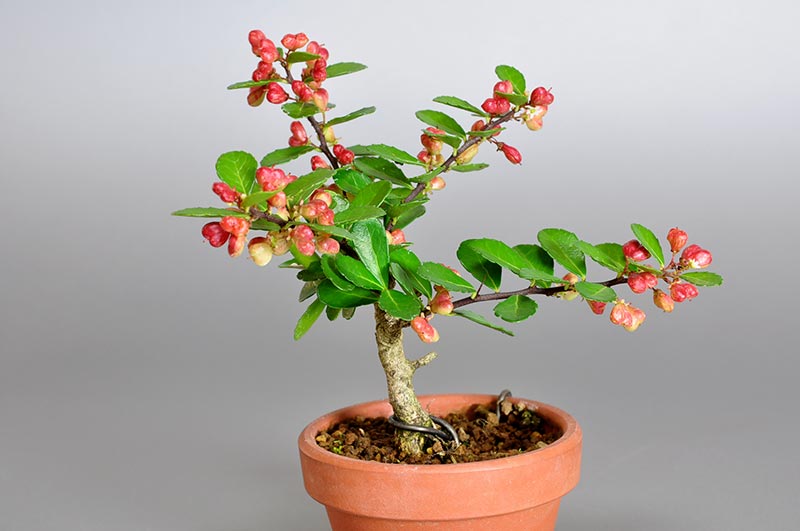 ハリツルマサキ-J（はりつるまさき・針蔓柾）実ものを裏側から見た景色・Maytenus diversifolia bonsai