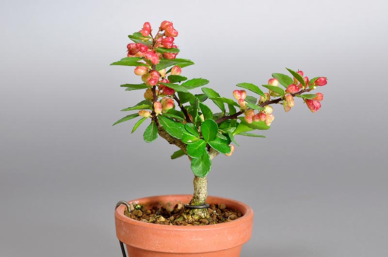 ハリツルマサキ-J（はりつるまさき・針蔓柾）実ものを右側から見た景色・Maytenus diversifolia bonsai