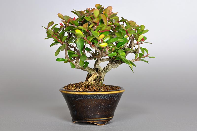 ハリツルマサキL-1（はりつるまさき・針蔓柾）実もの盆栽の販売と育て方・作り方・Maytenus diversifolia bonsai