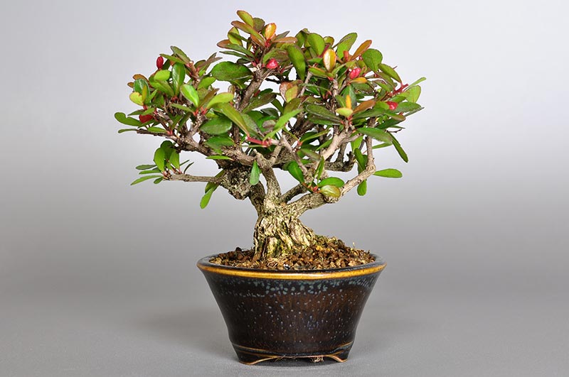 ハリツルマサキL-1（はりつるまさき・針蔓柾）実もの盆栽を裏側から見た景色・Maytenus diversifolia bonsai