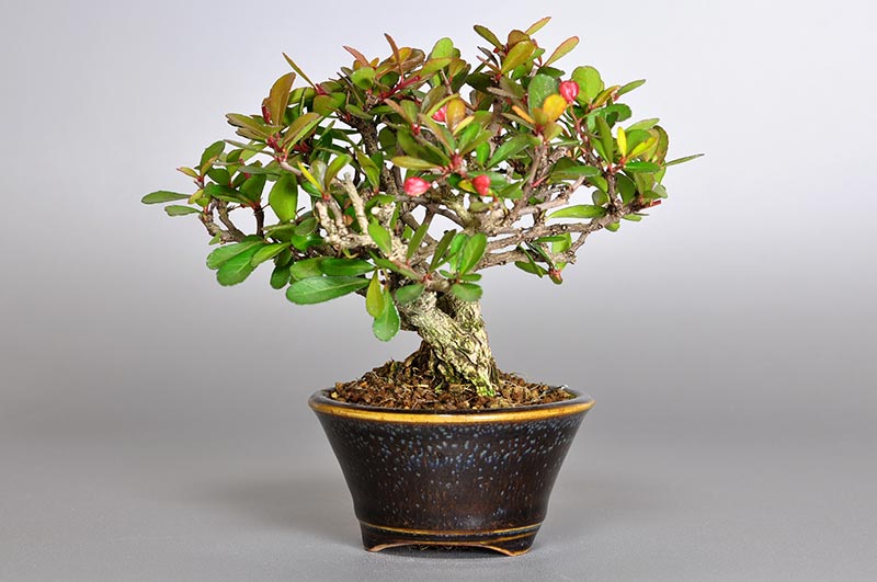 ハリツルマサキL-1（はりつるまさき・針蔓柾）実もの盆栽を右側から見た景色・Maytenus diversifolia bonsai