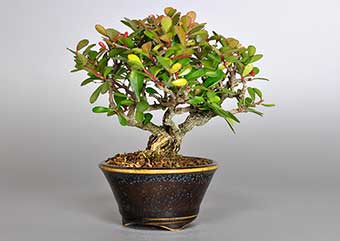 ハリツルマサキL（はりつるまさき・針蔓柾）実もの盆栽の成長記録-1・Maytenus diversifolia bonsai