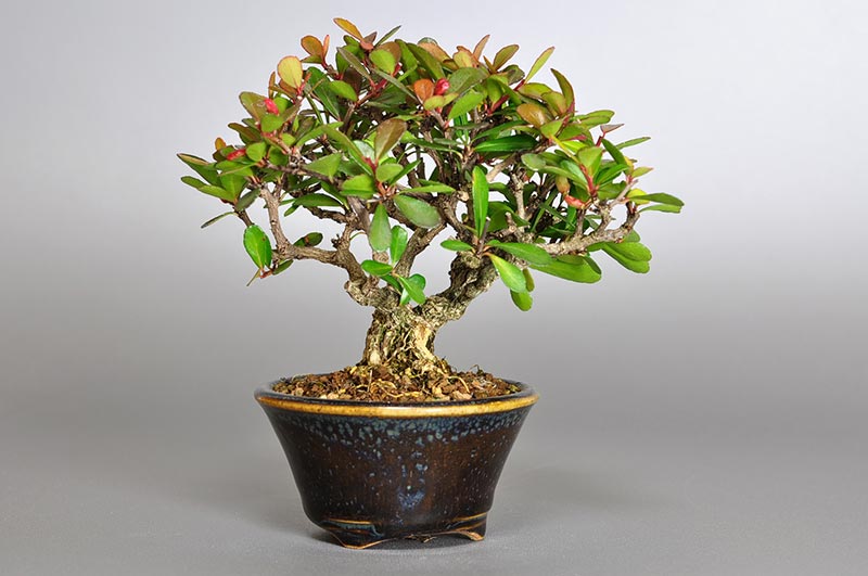 ハリツルマサキL-1（はりつるまさき・針蔓柾）実もの盆栽を左側から見た景色・Maytenus diversifolia bonsai