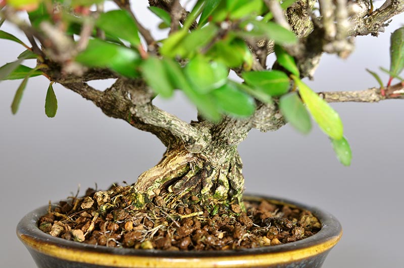 ハリツルマサキL-1（はりつるまさき・針蔓柾）実もの盆栽を拡大して見た景色・Maytenus diversifolia bonsai