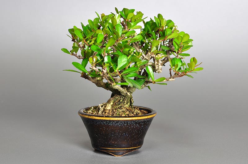 ハリツルマサキL（はりつるまさき・針蔓柾）実もの盆栽の販売と育て方・作り方・Maytenus diversifolia bonsai