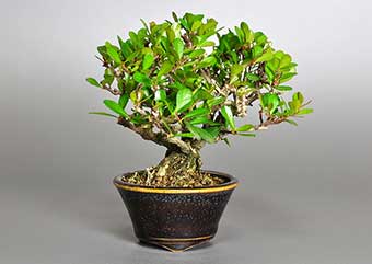 ハリツルマサキ-L（はりつるまさき・針蔓柾）盆栽の樹作りの参考樹形・Maytenus diversifolia Best bonsai