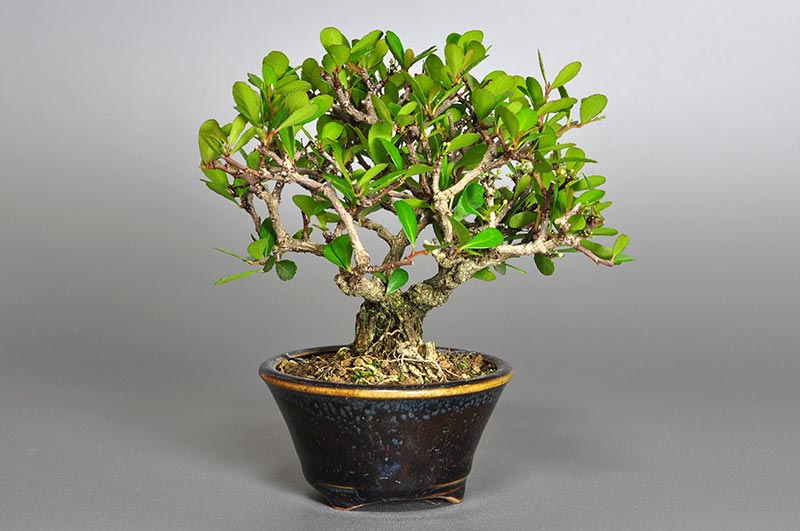 ハリツルマサキL（はりつるまさき・針蔓柾）実もの盆栽を左側から見た景色・Maytenus diversifolia bonsai