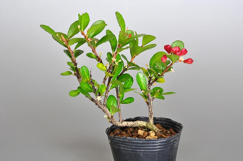 ハリツルマサキM（はりつるまさき・針蔓柾）実もの盆栽の販売と育て方・作り方・Maytenus diversifolia bonsai