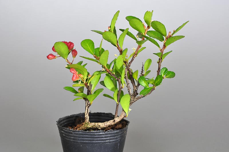 ハリツルマサキ-Ｍ（はりつるまさき・針蔓柾）実ものを裏側から見た景色・Maytenus diversifolia bonsai