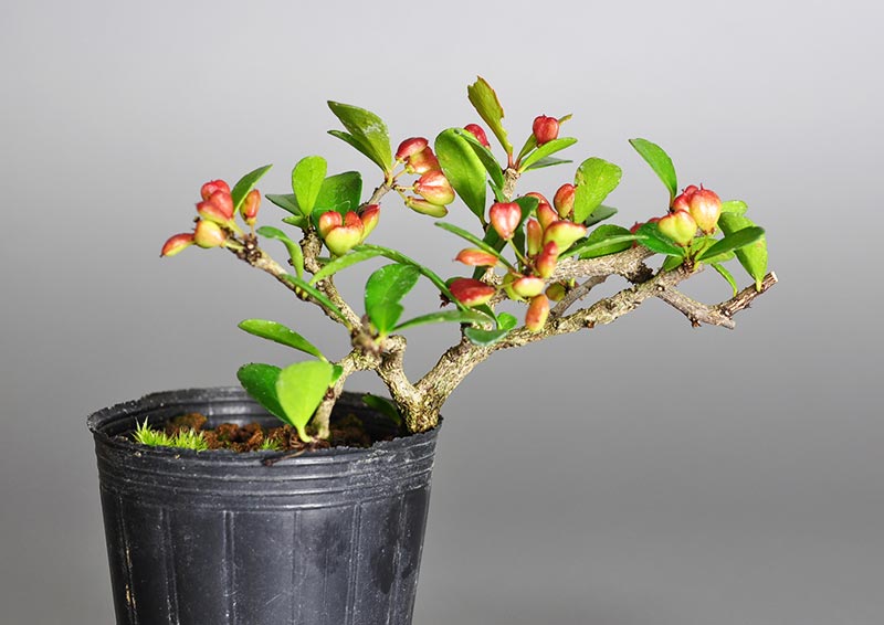 ハリツルマサキP（はりつるまさき・針蔓柾）ミニ盆栽の販売と育て方・作り方・Maytenus diversifolia bonsai photo