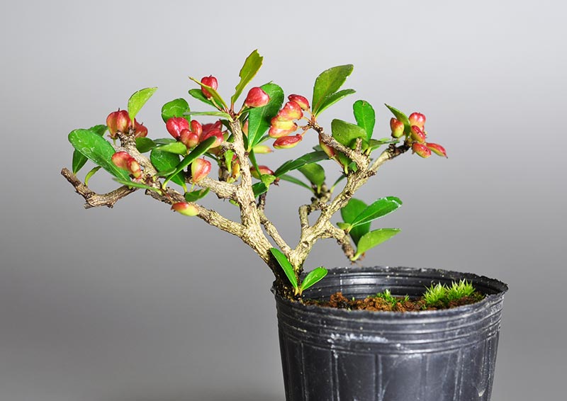 ハリツルマサキP（はりつるまさき・針蔓柾）ミニ盆栽を裏側から見た景色・Maytenus diversifolia bonsai photo