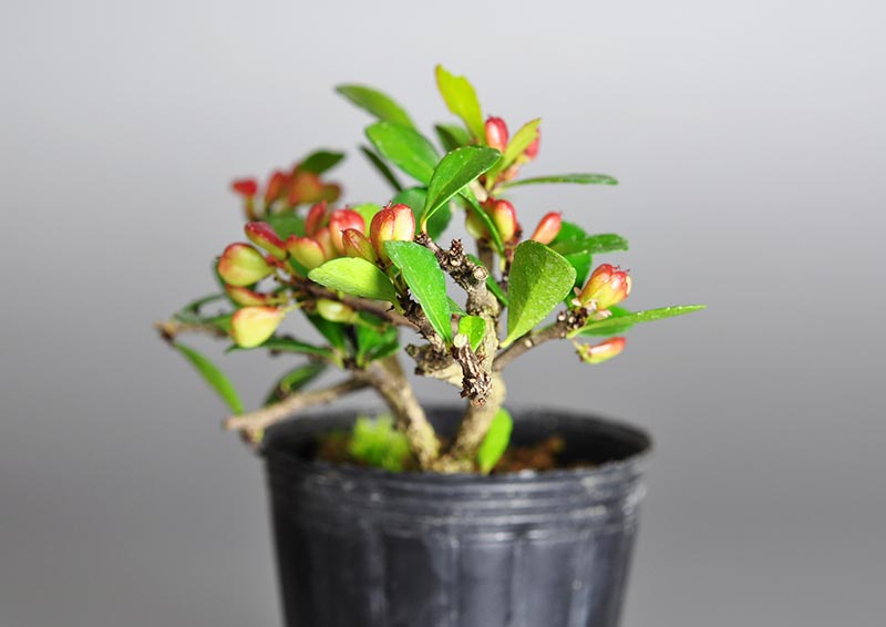 ハリツルマサキP（はりつるまさき・針蔓柾）ミニ盆栽を裏側から見た景色・Maytenus diversifolia bonsai photo