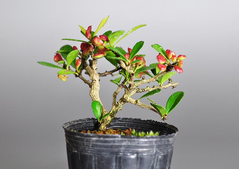 ハリツルマサキP（はりつるまさき・針蔓柾）ミニ盆栽を裏側から見た景色・Maytenus diversifolia bonsai photo