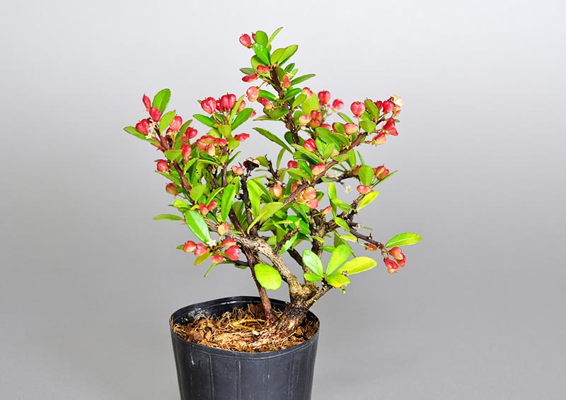 ハリツルマサキ-Q（はりつるまさき・針蔓柾）実もの盆栽を裏側から見た景色・Maytenus diversifolia bonsai