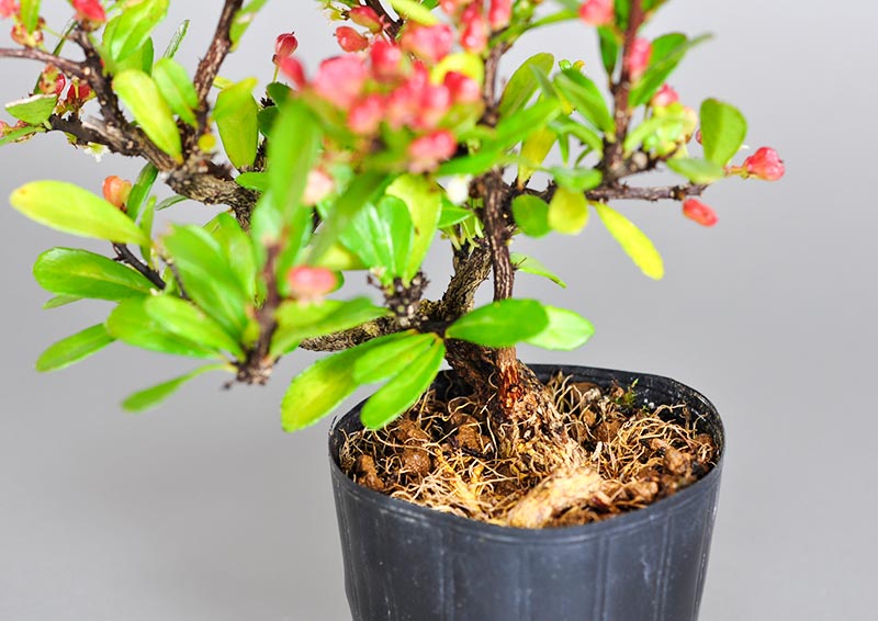 ミニ盆栽・ハリツルマサキQ（はりつるまさき・針蔓柾）実もの盆栽を足元を見た景色・Maytenus diversifolia bonsai
