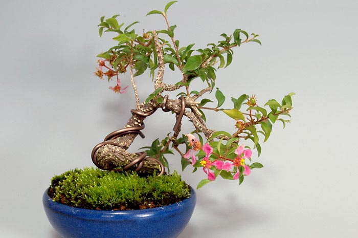 ヒメオウトウ-A-1（ひめおうとう・姫桜桃）実もの盆栽の販売と育て方・作り方・Himeoutou bonsai